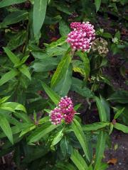 Klejicha narudlá (Asclepias incarnata L.)