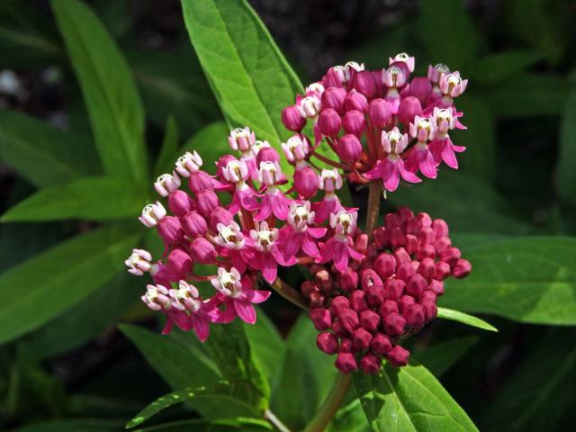 Klejicha narudlá (Asclepias incarnata L.)