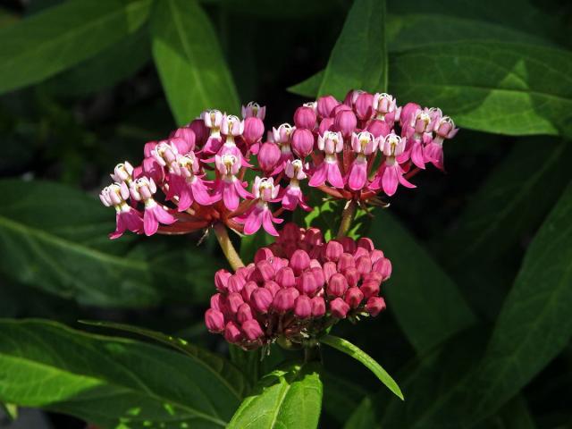 Klejicha narudlá (Asclepias incarnata L.)