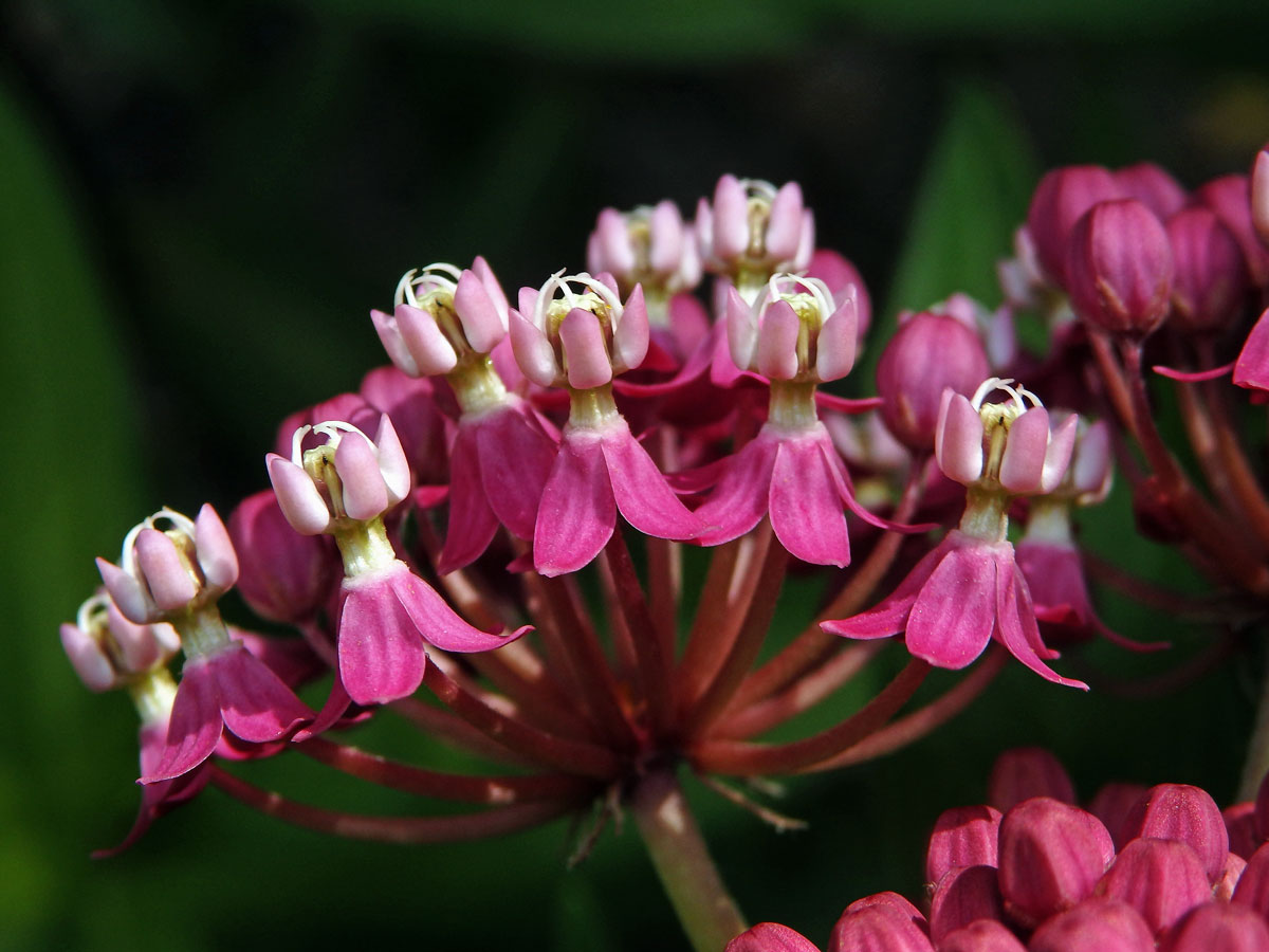 Klejicha narudlá (Asclepias incarnata L.)