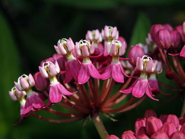 Klejicha narudlá (Asclepias incarnata L.)