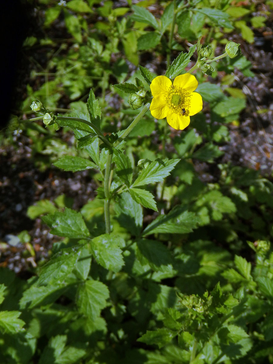 Kuklík alepský (Geum aleppicum Jacq.)