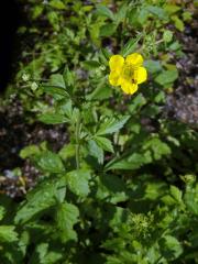 Kuklík alepský (Geum aleppicum Jacq.)