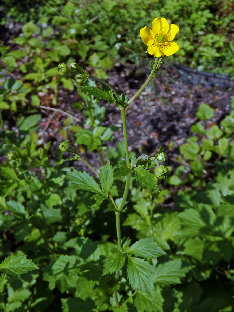 Kuklík alepský (Geum aleppicum Jacq.)