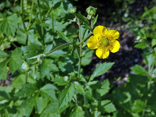 Kuklík alepský (Geum aleppicum Jacq.)