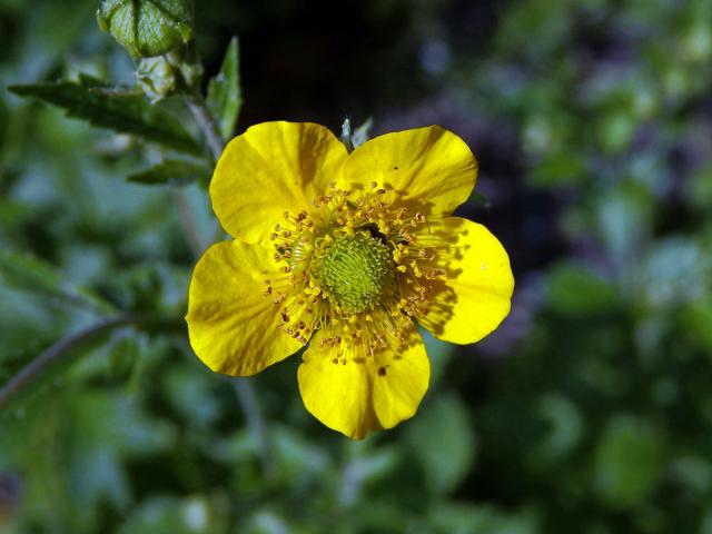 Kuklík alepský (Geum aleppicum Jacq.)