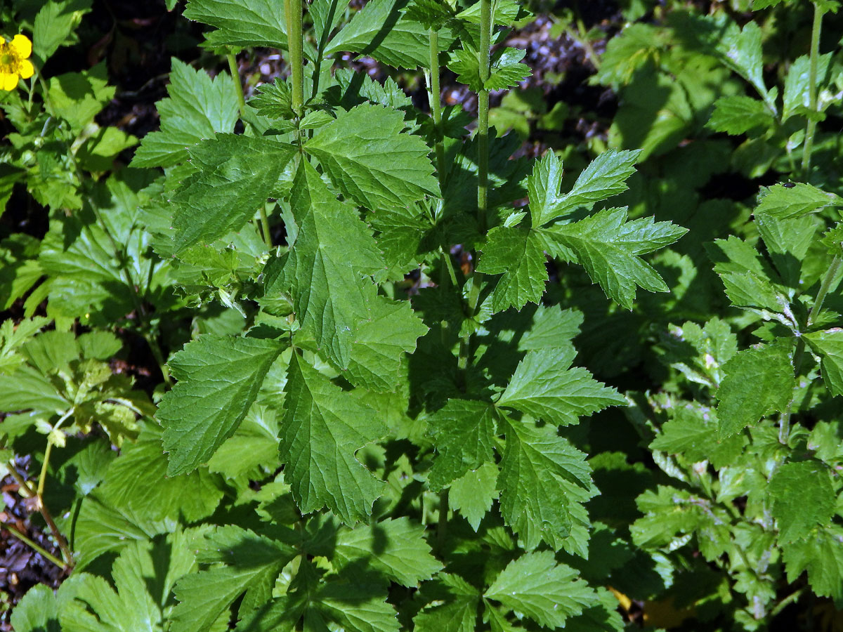 Kuklík alepský (Geum aleppicum Jacq.)