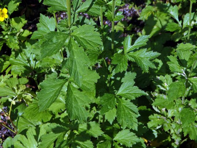 Kuklík alepský (Geum aleppicum Jacq.)