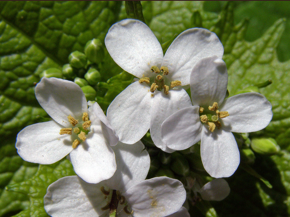 Česnáček obecný  (Alliaria petiolata (M. Bieb.) Cavara et Grande)