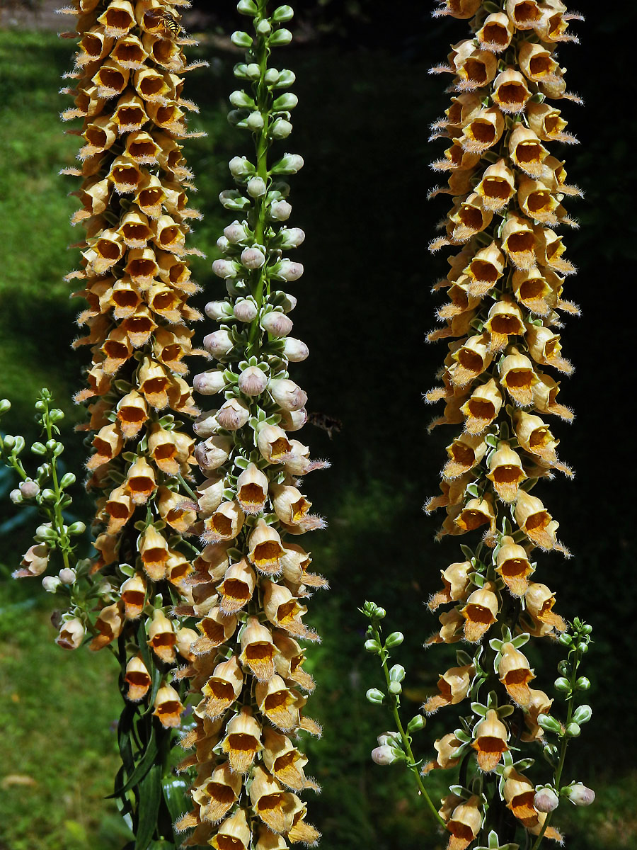 Náprstník rezavý (Digitalis ferruginea L.)