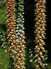 Náprstník rezavý (Digitalis ferruginea L.)   