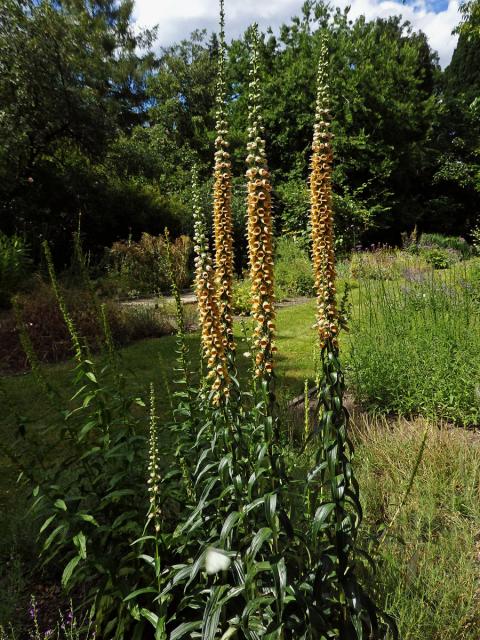 Náprstník rezavý (Digitalis ferruginea L.)