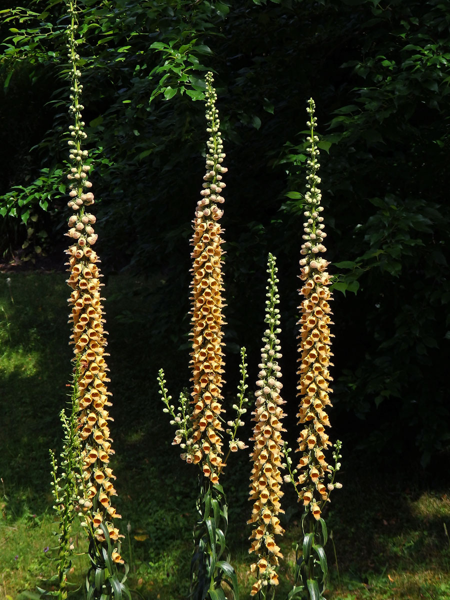 Náprstník rezavý (Digitalis ferruginea L.)