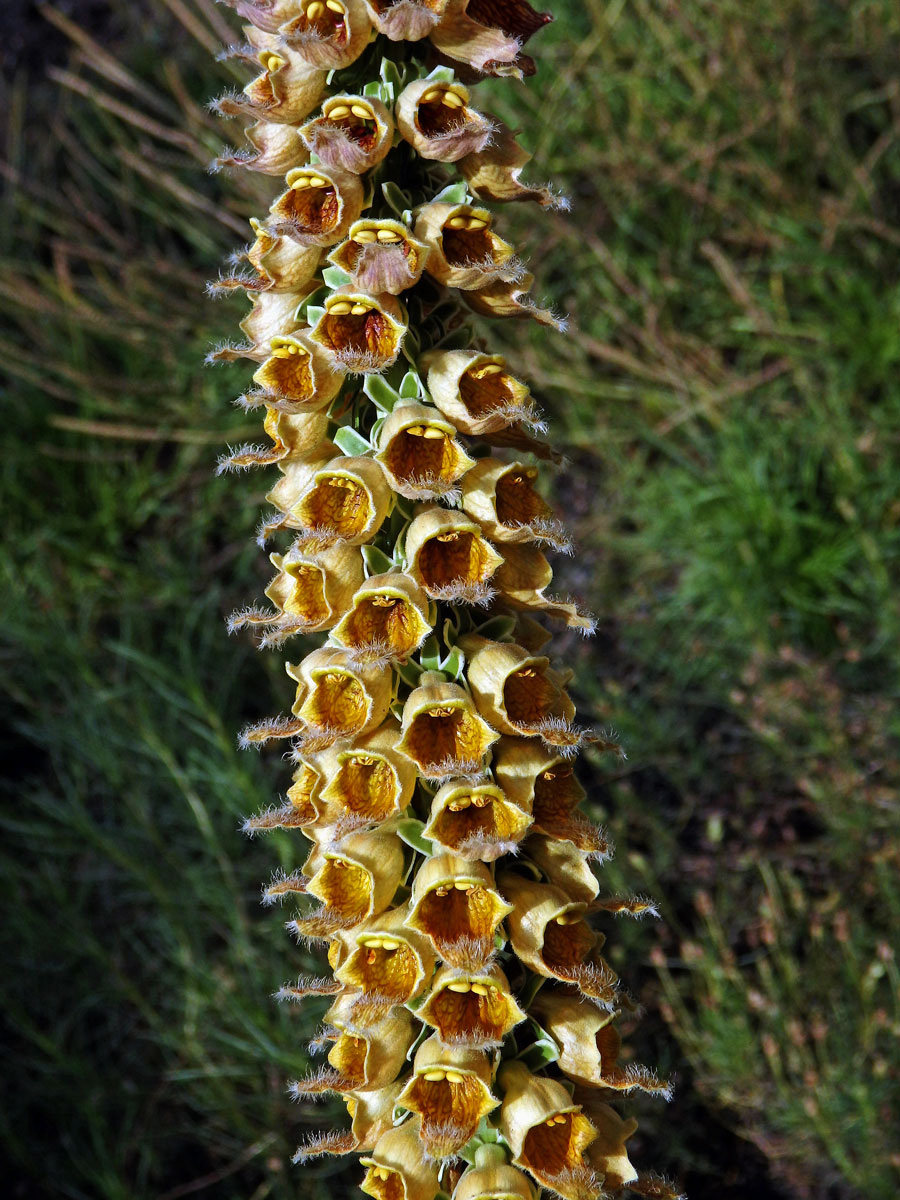 Náprstník rezavý (Digitalis ferruginea L.)