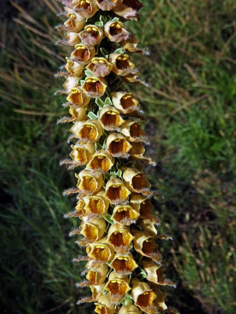 Náprstník rezavý (Digitalis ferruginea L.)