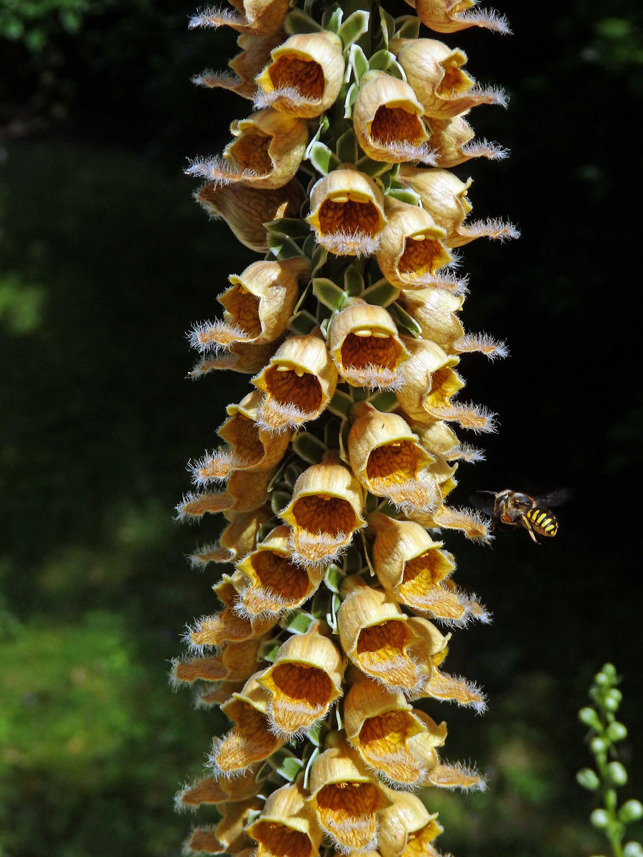 Náprstník rezavý (Digitalis ferruginea L.)