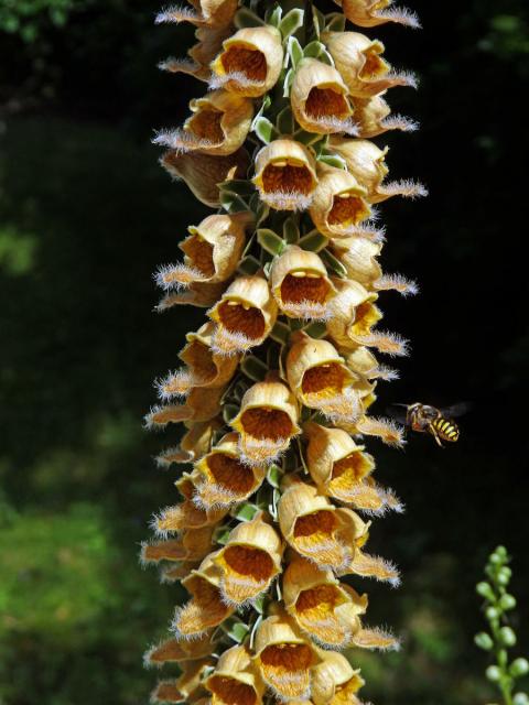 Náprstník rezavý (Digitalis ferruginea L.)