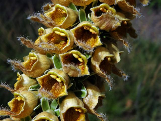 Náprstník rezavý (Digitalis ferruginea L.)