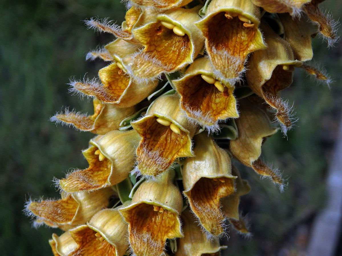 Náprstník rezavý (Digitalis ferruginea L.)