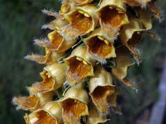 Náprstník rezavý (Digitalis ferruginea L.)