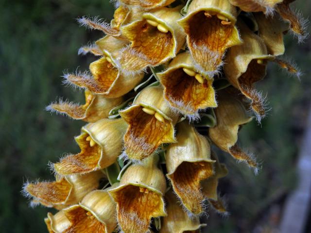 Náprstník rezavý (Digitalis ferruginea L.)