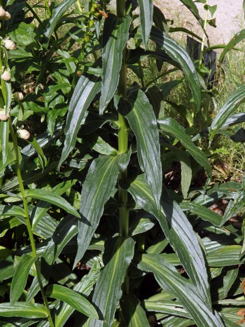 Náprstník rezavý (Digitalis ferruginea L.)