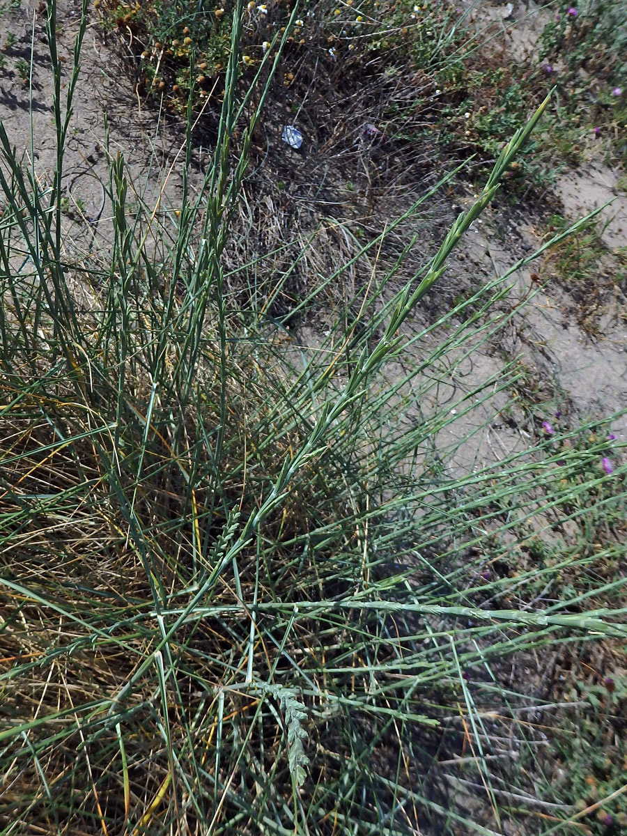 Pýrovník dunový (Elymus farctus (Viv.) Runemark ex Melderis)