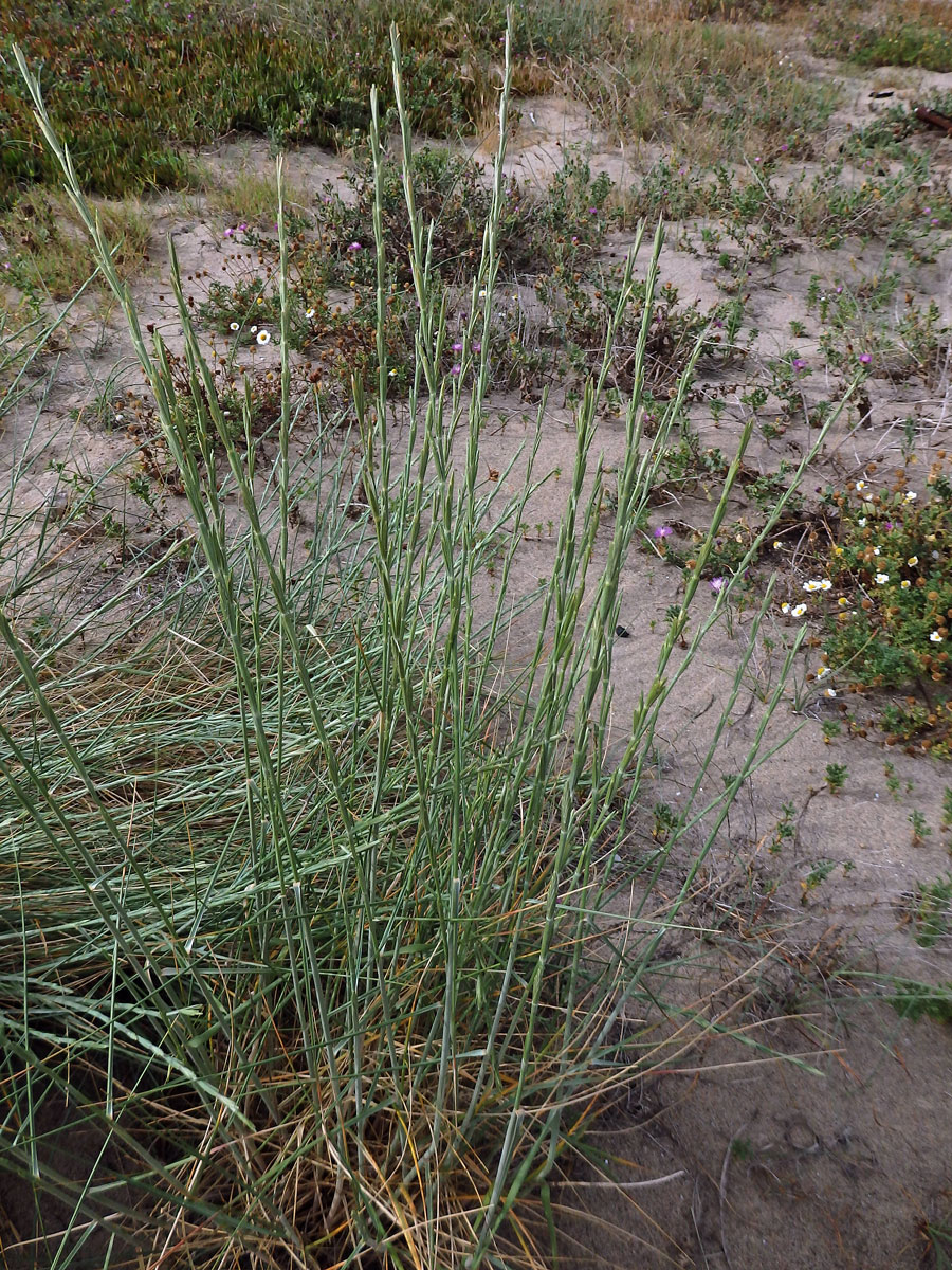 Pýrovník dunový (Elymus farctus (Viv.) Runemark ex Melderis)