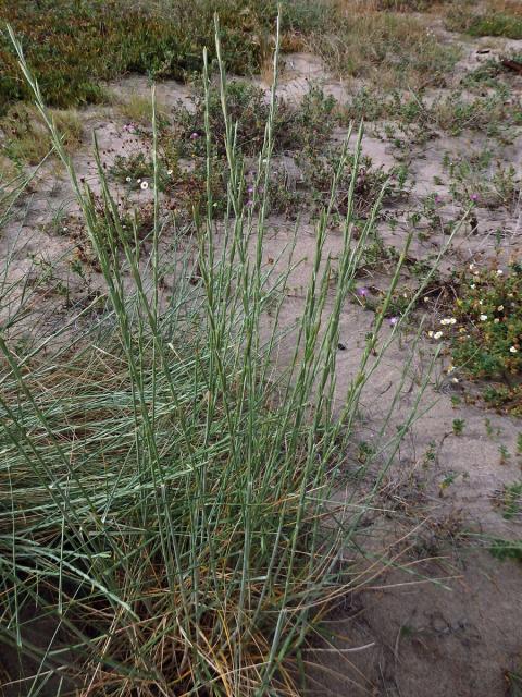 Pýrovník dunový (Elymus farctus (Viv.) Runemark ex Melderis)