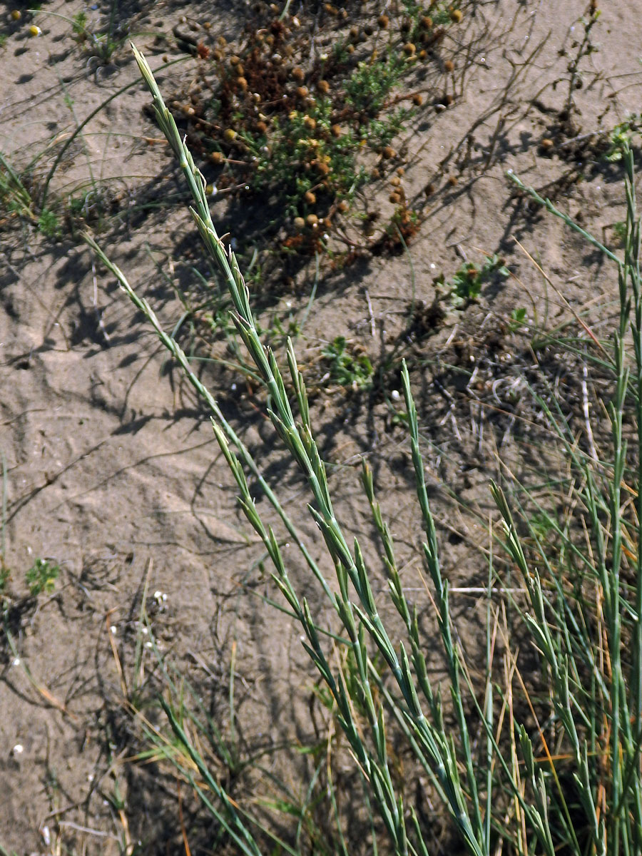 Pýrovník dunový (Elymus farctus (Viv.) Runemark ex Melderis)