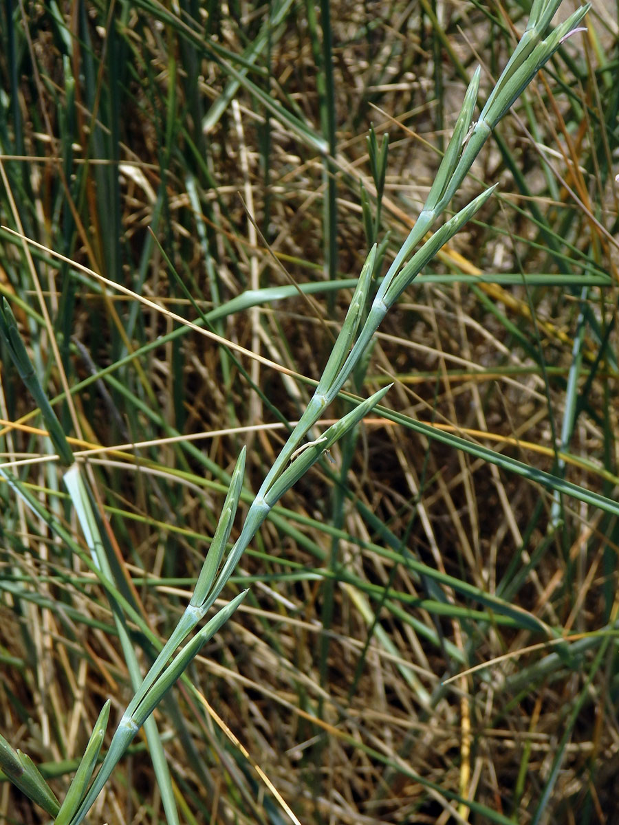 Pýrovník dunový (Elymus farctus (Viv.) Runemark ex Melderis)