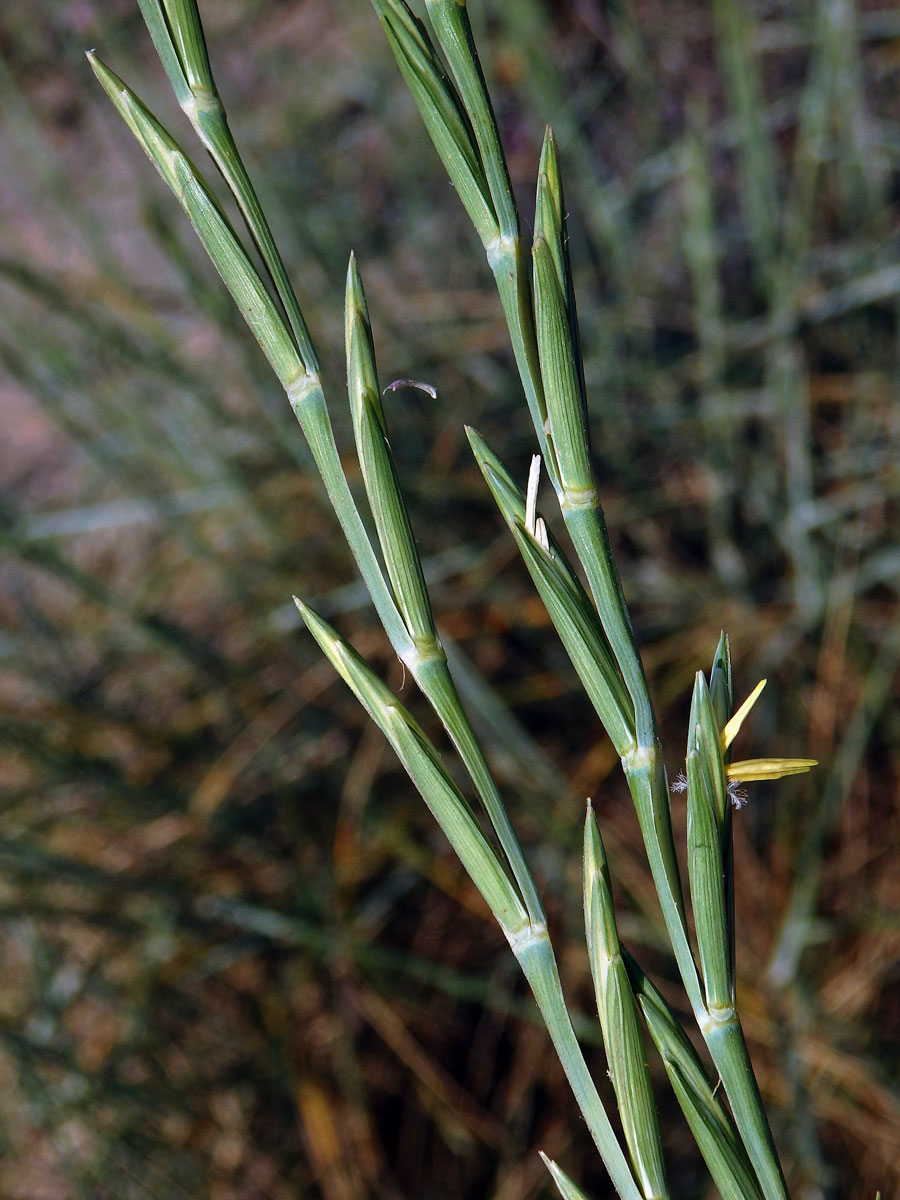 Pýrovník dunový (Elymus farctus (Viv.) Runemark ex Melderis)