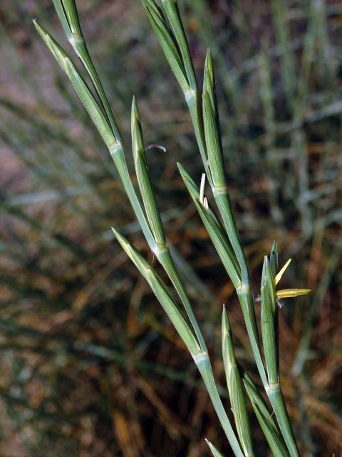 Pýrovník dunový (Elymus farctus (Viv.) Runemark ex Melderis)