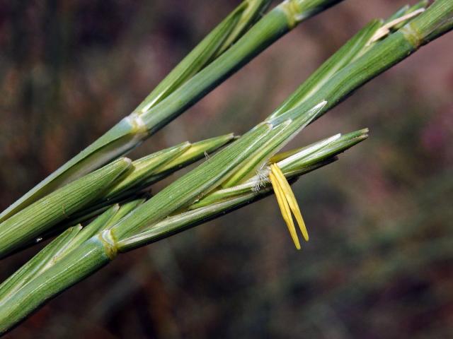 Pýrovník dunový (Elymus farctus (Viv.) Runemark ex Melderis)