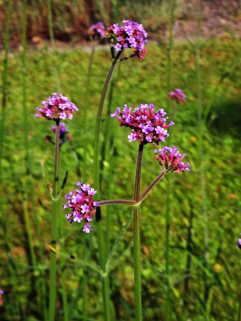 Sporýš klasnatý (Verbena bonariensis L.)