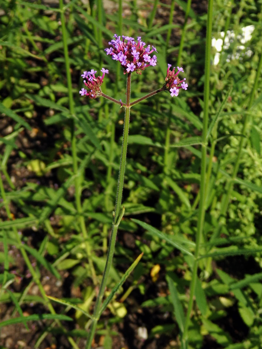 Sporýš klasnatý (Verbena bonariensis L.)