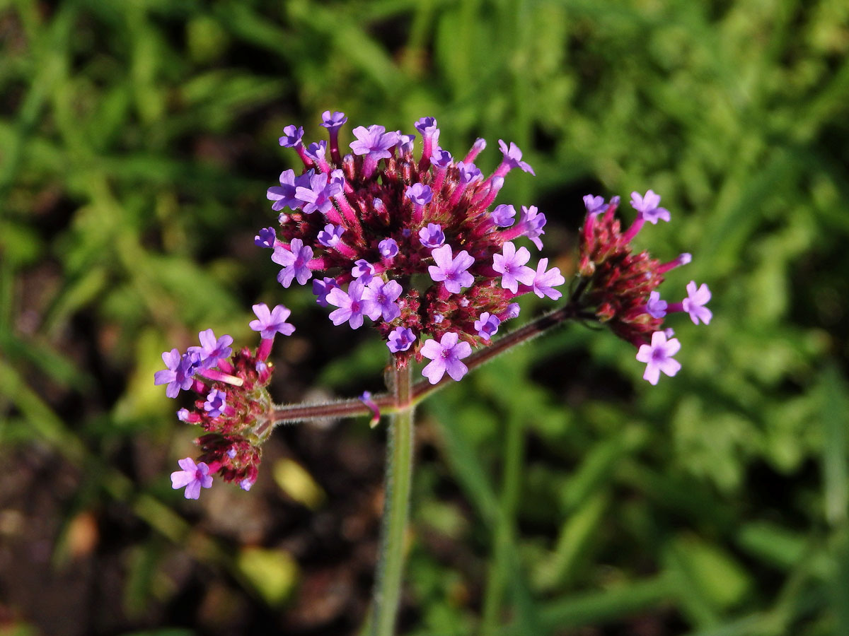 Sporýš klasnatý (Verbena bonariensis L.)