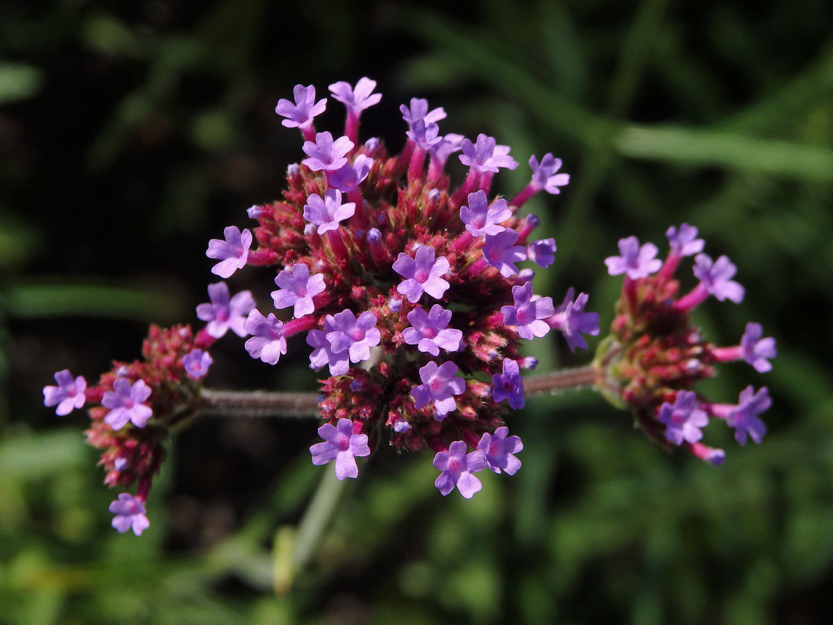 Sporýš klasnatý (Verbena bonariensis L.)