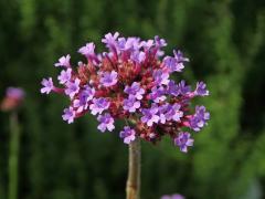 Sporýš klasnatý (Verbena bonariensis L.)