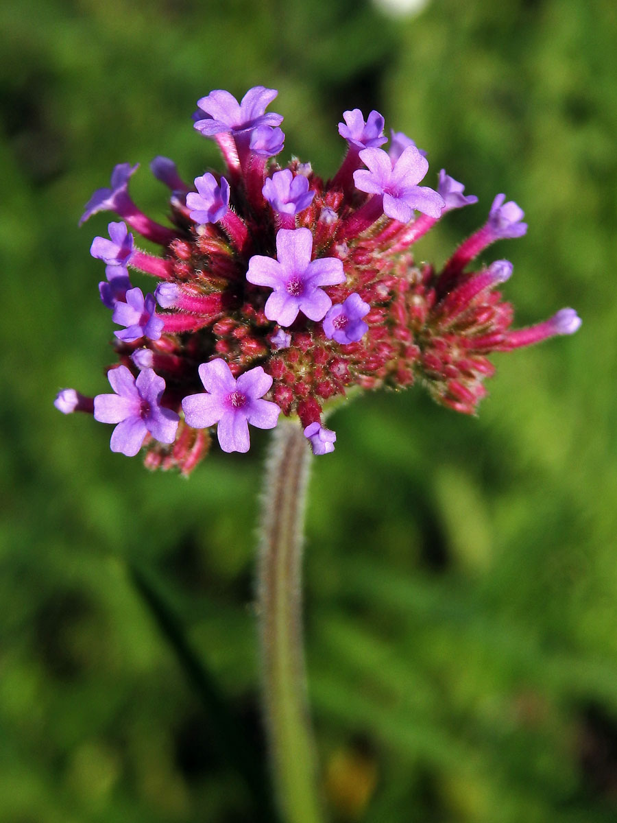 Sporýš klasnatý (Verbena bonariensis L.)