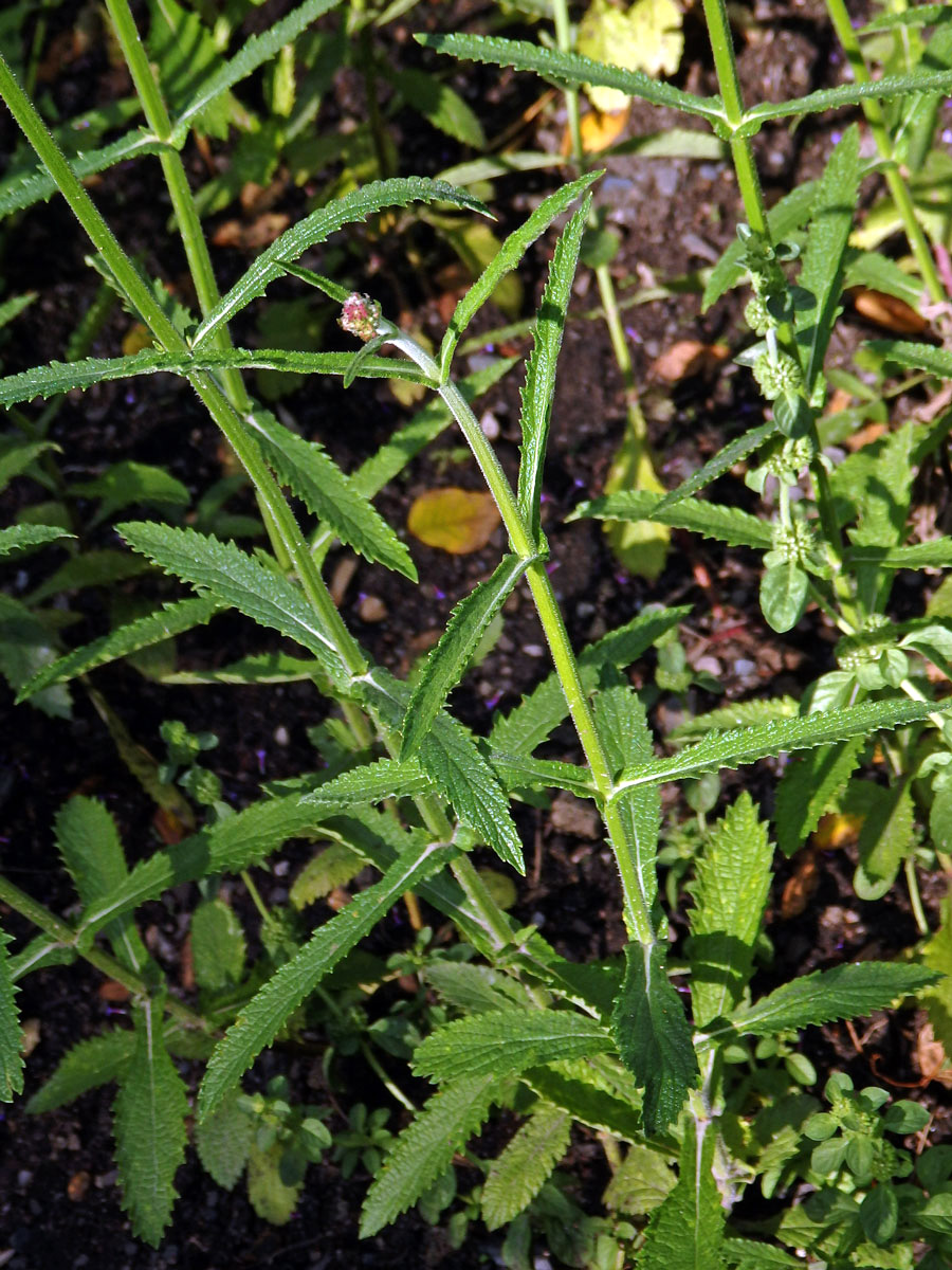 Sporýš klasnatý (Verbena bonariensis L.)