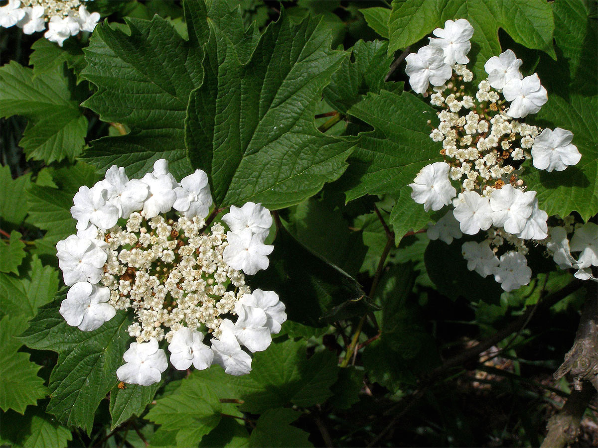 Kalina obecná (Viburnum opulus L.)