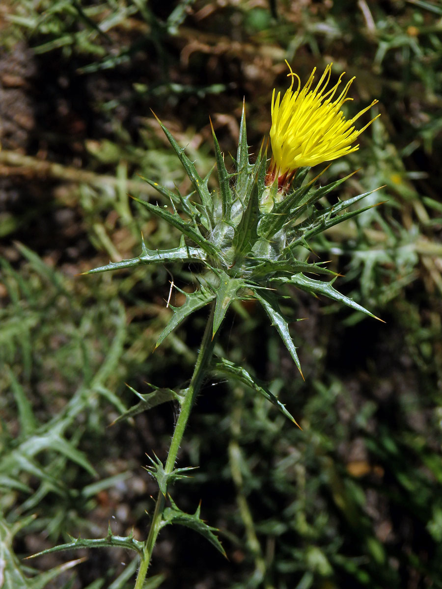 Světlice vlnatá (Carthamus lanatus L.)