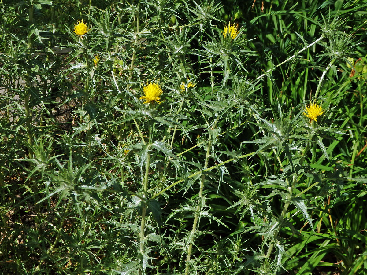 Světlice vlnatá (Carthamus lanatus L.)