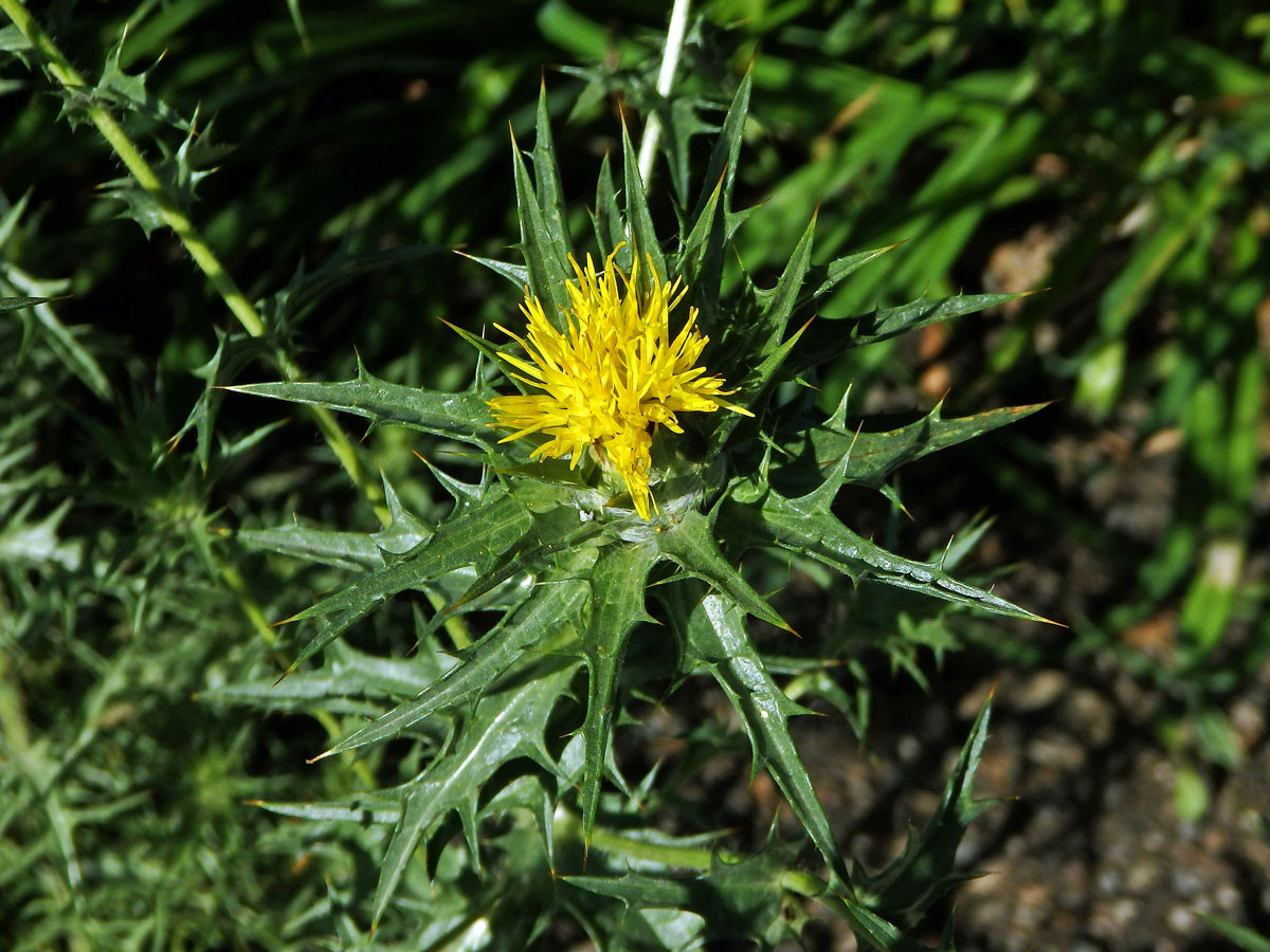 Světlice vlnatá (Carthamus lanatus L.)