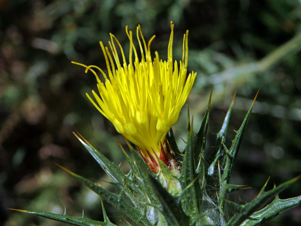 Světlice vlnatá (Carthamus lanatus L.)