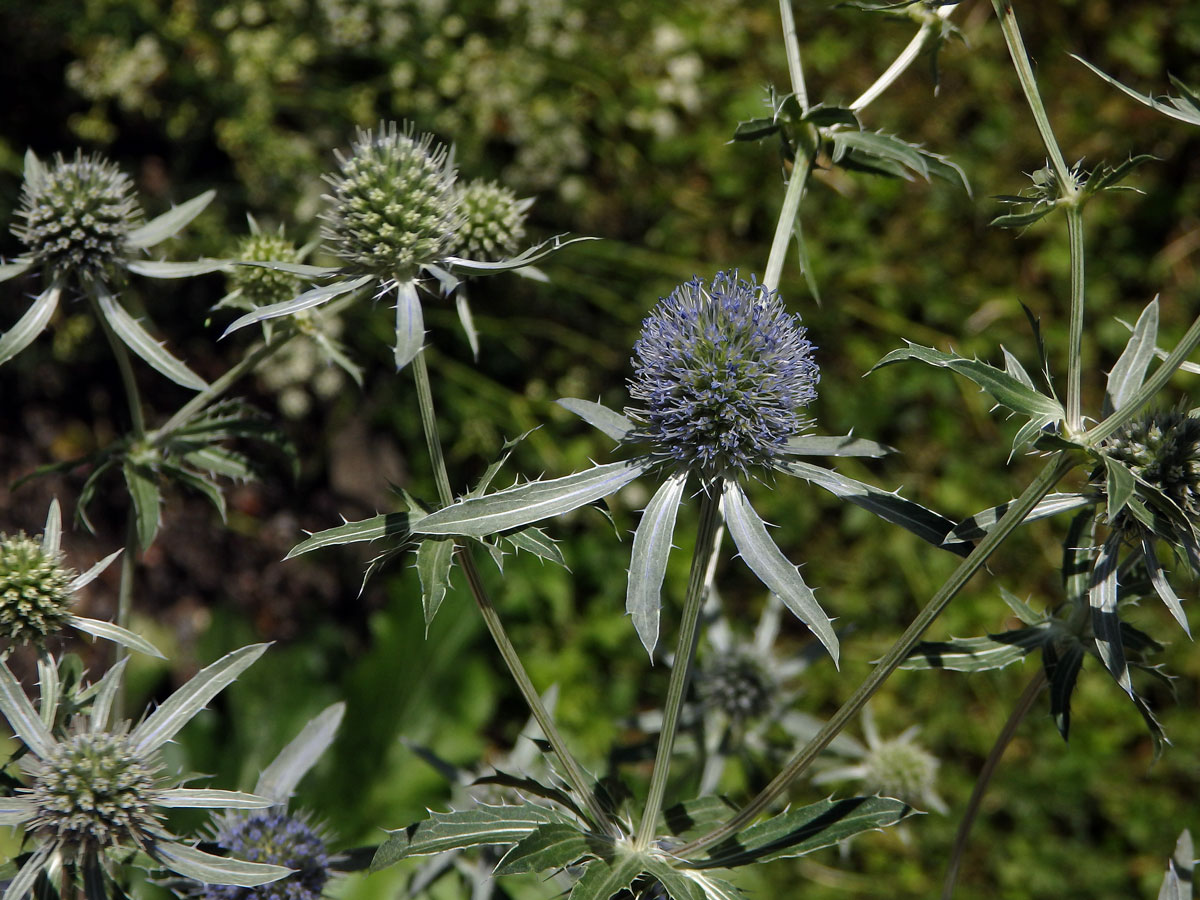 Máčka plocholistá (Eryngium planum L.)