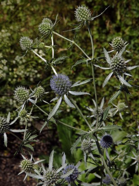 Máčka plocholistá (Eryngium planum L.)