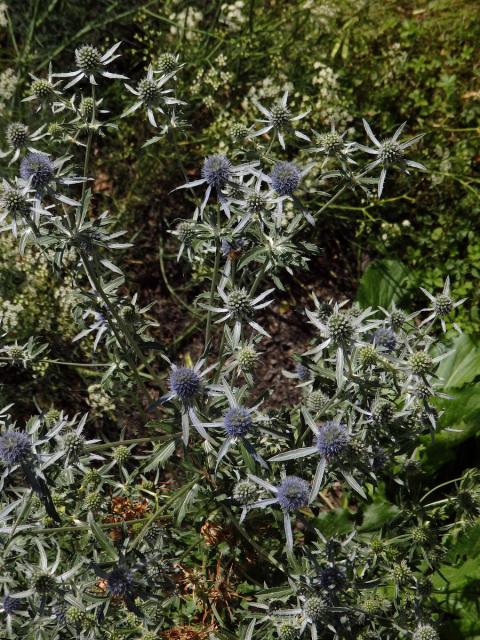 Máčka plocholistá (Eryngium planum L.)