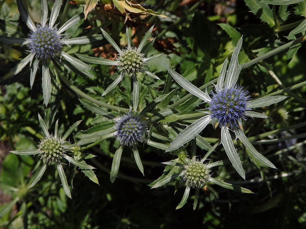 Máčka plocholistá (Eryngium planum L.)